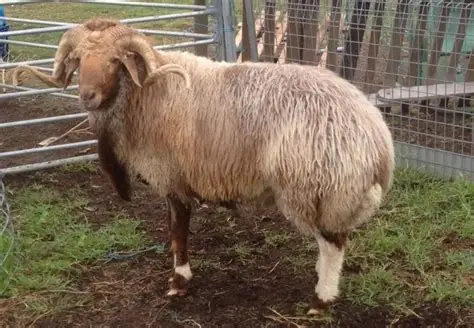Awassi Sheep